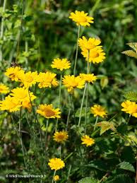 Attēlu rezultāti vaicājumam “Anthemis tinctoria flower”