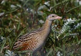 Attēlu rezultāti vaicājumam “Crex crex”