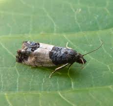 Attēlu rezultāti vaicājumam “Spilonota ocellana”