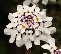 Image result for Iberis amara