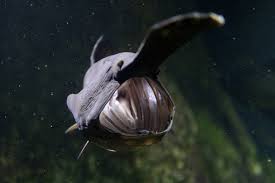 Image result for Polyodon spathula