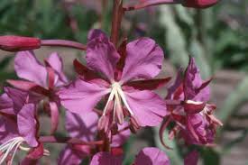 Image result for Epilobium angustifolium