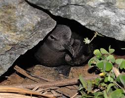 Image result for Oceanodroma monorhis