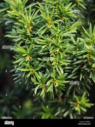 Attēlu rezultāti vaicājumam “Taxus baccata leaf”