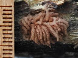 Attēlu rezultāti vaicājumam “Arcyria minuta macro”