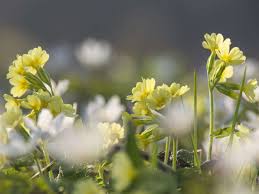 Image result for Himmelschlüssel