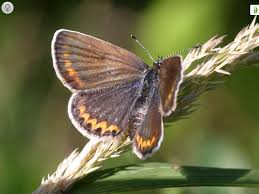 Attēlu rezultāti vaicājumam “Plebejus argus female”