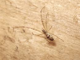 Attēlu rezultāti vaicājumam “Metellina segmentata”