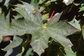 Attēlu rezultāti vaicājumam “Acer platanoides leaf”