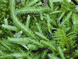 Attēlu rezultāti vaicājumam “Plagiothecium sp.”