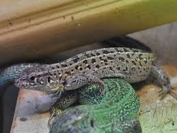 Attēlu rezultāti vaicājumam “Lacerta agilis”