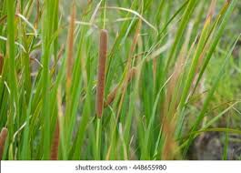 Attēlu rezultāti vaicājumam “Typha angustifolia  leaf”