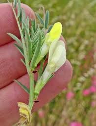 Attēlu rezultāti vaicājumam “Circaea lutetiana bud”