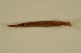 Image result for Lepisosteus osseus