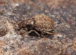 Attēlu rezultāti vaicājumam “Philopedon plagiatum”