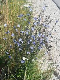 Image result for Cichorium intybus