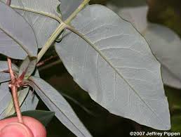 Attēlu rezultāti vaicājumam “Lonicera caerulea var. pallasii leaf”