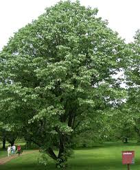 Attēlu rezultāti vaicājumam “Tilia tomentosa”