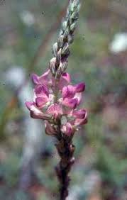 Attēlu rezultāti vaicājumam “Onobrychis arenaria fruit”