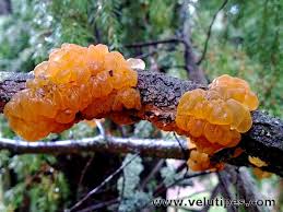 Attēlu rezultāti vaicājumam “Gymnosporangium cornutum”