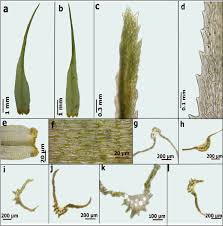 Attēlu rezultāti vaicājumam “Dicranella staphylina cells”