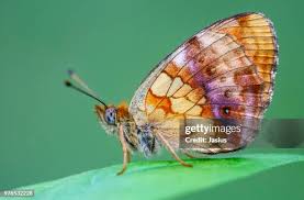 Attēlu rezultāti vaicājumam “Brenthis daphne”