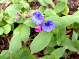 Attēlu rezultāti vaicājumam “Pulmonaria angustifolia flower”