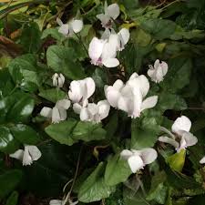 Attēlu rezultāti vaicājumam “Cyclamen hederifolium”