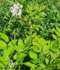 Attēlu rezultāti vaicājumam “Chaerophyllum aromaticum leaf”