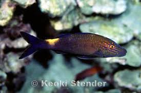 Image result for Parupeneus cyclostomus