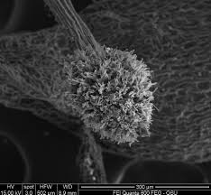 Attēlu rezultāti vaicājumam “Fissidens arnoldii sporophyte”