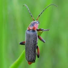 Attēlu rezultāti vaicājumam “Cantharis rustica”