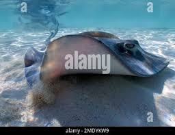 Image result for Hypanus sabinus