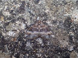 Attēlu rezultāti vaicājumam “Perizoma bifaciata”