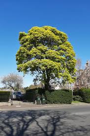 Attēlu rezultāti vaicājumam “Acer pseudoplatanus fo. purpurascens”