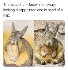 Image result for viscacha