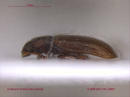 Attēlu rezultāti vaicājumam “Dienerella elongata”