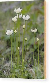 Attēlu rezultāti vaicājumam “Parnassia palustris”