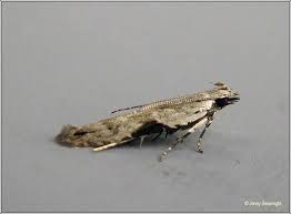 Attēlu rezultāti vaicājumam “Hypatima rhomboidella”