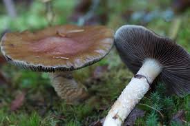 Attēlu rezultāti vaicājumam “Stropharia hornemannii”