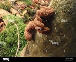 Attēlu rezultāti vaicājumam “Encoelia furfuracea”