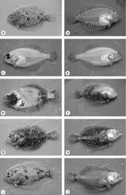 Image result for Paralichthys dentatus