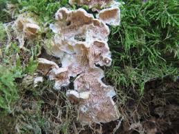 Attēlu rezultāti vaicājumam “Steccherinum bourdotii”