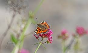 Image result for Small Tortoiseshell