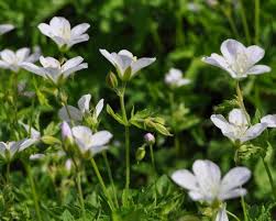 Attēlu rezultāti vaicājumam “Geranium sylvaticum leaf”