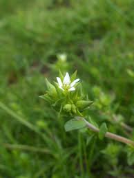 Attēlu rezultāti vaicājumam “Arenaria serpyllifolia flower”