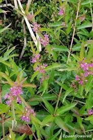 Attēlu rezultāti vaicājumam “Lythraceae”