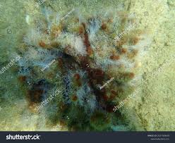 Attēlu rezultāti vaicājumam “Ceramium sp.”