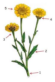 Image result for Chrysanthemum segetum