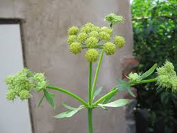 Attēlu rezultāti vaicājumam “Levisticum officinale”